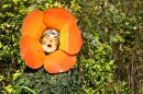 Fleurs des Rues 8 * 4368 x 2912 * (6.45MB)